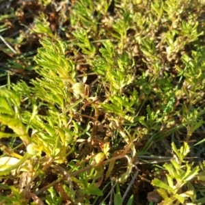 Centipeda cunninghamii at Wanniassa Hill - 26 May 2017