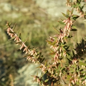 Styphelia fletcheri subsp. brevisepala at Wanniassa Hill - 26 May 2017