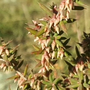 Styphelia fletcheri subsp. brevisepala at Wanniassa Hill - 26 May 2017