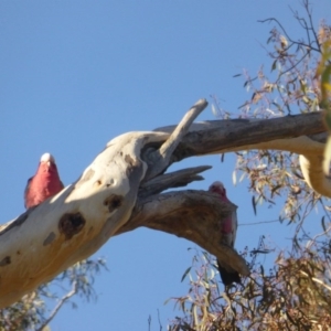 Eolophus roseicapilla at Wanniassa Hill - 26 May 2017