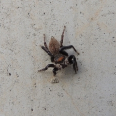 Maratus griseus at Coombs, ACT - 13 May 2017