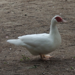 Cairina moschata (Muscovy Duck (Domestic Type)) at Gordon, ACT - 6 Dec 2015 by MichaelBedingfield