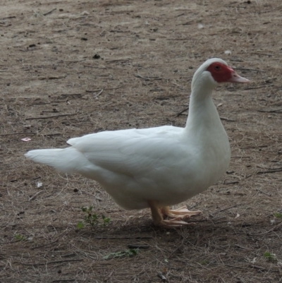 Cairina moschata (Muscovy Duck (Domestic Type)) at Gordon, ACT - 6 Dec 2015 by MichaelBedingfield