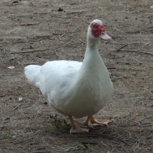 Cairina moschata at Gordon, ACT - 6 Dec 2015 07:04 PM