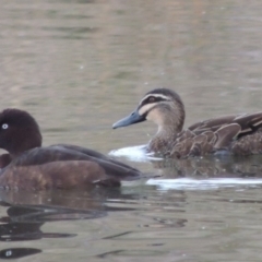 Aythya australis at Coombs, ACT - 13 May 2017