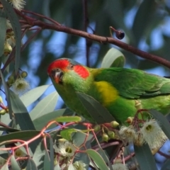 Glossopsitta concinna (Musk Lorikeet) at Wanniassa, ACT - 27 May 2017 by roymcd