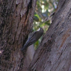 Cormobates leucophaea (White-throated Treecreeper) at Kambah, ACT - 27 May 2017 by MatthewFrawley