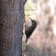 Cormobates leucophaea at Kambah, ACT - 27 May 2017