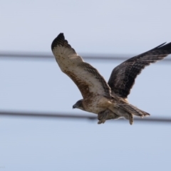 Hieraaetus morphnoides (Little Eagle) by MichaelBedingfield