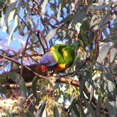 Trichoglossus moluccanus (Rainbow Lorikeet) at Wanniassa, ACT - 27 May 2017 by MatthewFrawley