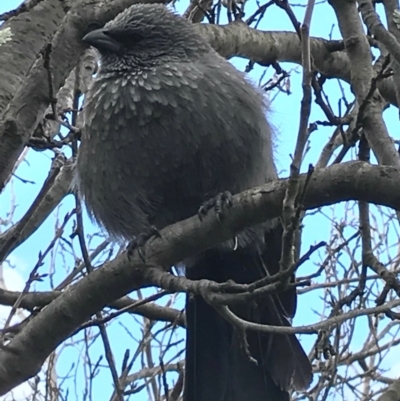 Struthidea cinerea (Apostlebird) at Watson, ACT - 28 May 2017 by AaronClausen