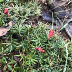 Astroloma humifusum (Cranberry Heath) at Bungendore, NSW - 28 May 2017 by yellowboxwoodland