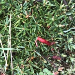 Styphelia humifusum at Bungendore, NSW - 28 May 2017 09:37 PM