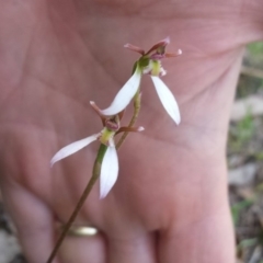 Eriochilus cucullatus (Parson's Bands) at Rendezvous Creek, ACT - 25 Mar 2017 by isopeda