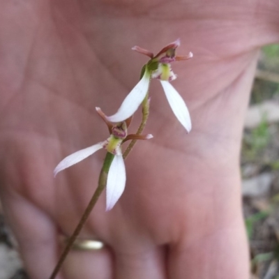 Eriochilus cucullatus (Parson's Bands) at Rendezvous Creek, ACT - 25 Mar 2017 by isopeda