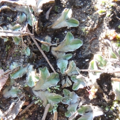 Riccia sp. (genus) (Liverwort) at Point Hut to Tharwa - 25 May 2017 by MichaelBedingfield