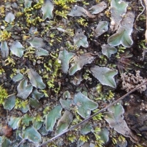 Riccia sp. (genus) at Paddys River, ACT - 25 May 2017 05:38 PM