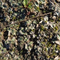 Riccia sp. (genus) at Paddys River, ACT - 25 May 2017