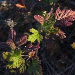 Rubus parvifolius (Native Raspberry) at Paddys River, ACT - 25 May 2017 by MichaelBedingfield