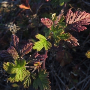 Rubus parvifolius at Paddys River, ACT - 25 May 2017 05:51 PM