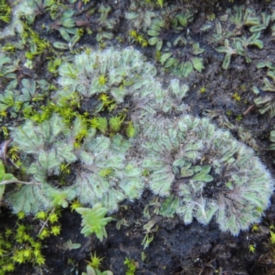 Riccia crinita (Liverwort) at Paddys River, ACT - 25 May 2017 by MichaelBedingfield