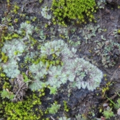 Riccia crinita at Paddys River, ACT - 25 May 2017