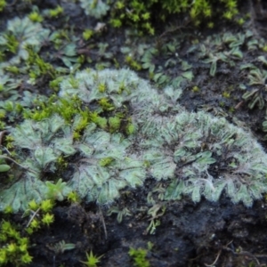 Riccia crinita at Paddys River, ACT - 25 May 2017