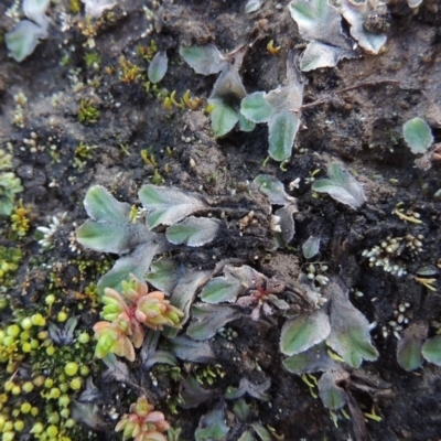 Riccia sp. (genus) (Liverwort) at Paddys River, ACT - 25 May 2017 by MichaelBedingfield