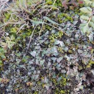 Riccia sp. (genus) at Paddys River, ACT - 25 May 2017 06:10 PM