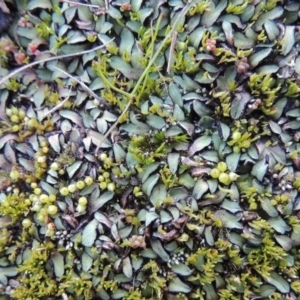 Riccia sp. (genus) at Paddys River, ACT - 25 May 2017