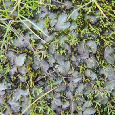 Riccia sp. (genus) (Liverwort) at Paddys River, ACT - 25 May 2017 by MichaelBedingfield