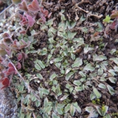 Riccia sp. (genus) (Liverwort) at Pine Island to Point Hut - 25 May 2017 by michaelb