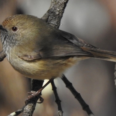 Acanthiza pusilla (Brown Thornbill) at Symonston, ACT - 29 May 2017 by JohnBundock