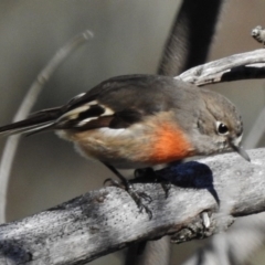 Petroica boodang (Scarlet Robin) at Symonston, ACT - 29 May 2017 by JohnBundock