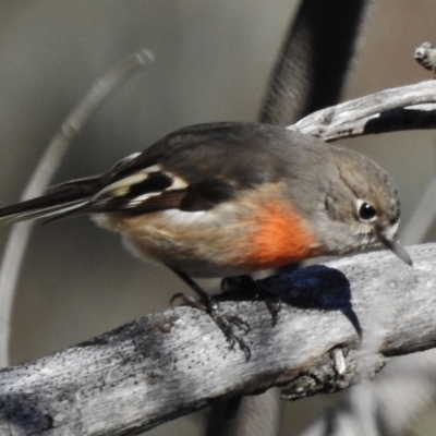 Petroica boodang (Scarlet Robin) at Symonston, ACT - 29 May 2017 by JohnBundock