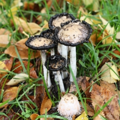 Coprinus comatus (Shaggy Ink Cap) at ANU Daley Precinct - 25 Apr 2017 by forgebbaboudit