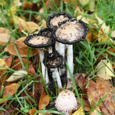 Coprinus comatus (Shaggy Ink Cap) at Acton, ACT - 25 Apr 2017 by forgebbaboudit