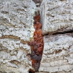 Tremella foliacea group (A brown jelly fungus) at National Arboretum Forests - 29 Apr 2017 by forgebbaboudit