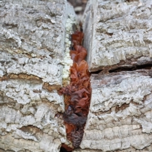 Tremella foliacea group at Molonglo Valley, ACT - 29 Apr 2017 04:49 PM