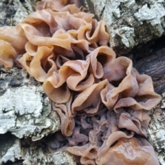 Tremella foliacea group at Molonglo Valley, ACT - 29 Apr 2017 04:49 PM