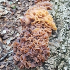 Tremella foliacea group at Molonglo Valley, ACT - 29 Apr 2017 04:49 PM