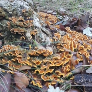 Stereum hirsutum at Molonglo Valley, ACT - 20 May 2017