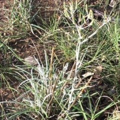 Senecio quadridentatus at Garran, ACT - 8 Apr 2017 12:00 AM