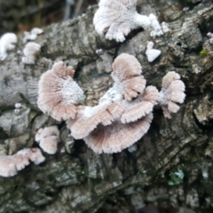 Schizophyllum commune (Split Gill Fungus) at Molonglo Valley, ACT - 29 Apr 2017 by forgebbaboudit