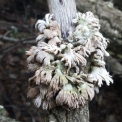 Schizophyllum commune at Molonglo Valley, ACT - 29 Apr 2017