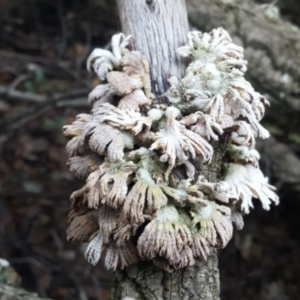 Schizophyllum commune at Molonglo Valley, ACT - 29 Apr 2017 04:48 PM