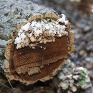 Schizophyllum commune at Molonglo Valley, ACT - 29 Apr 2017 04:48 PM