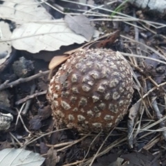 Amanita sp. (Amanita sp.) at National Arboretum Forests - 20 May 2017 by forgebbaboudit