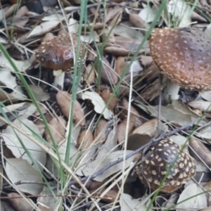 Amanita sp. at Molonglo Valley, ACT - 20 May 2017