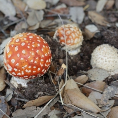 Amanita muscaria (Fly Agaric) at National Arboretum Forests - 29 Apr 2017 by forgebbaboudit